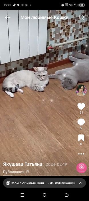 Шотландский вислоухий кот