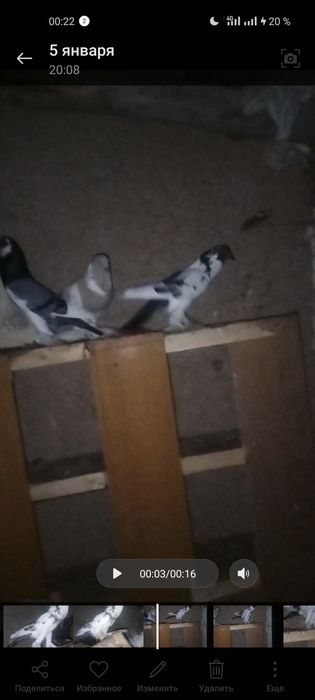 Голуби декоративные