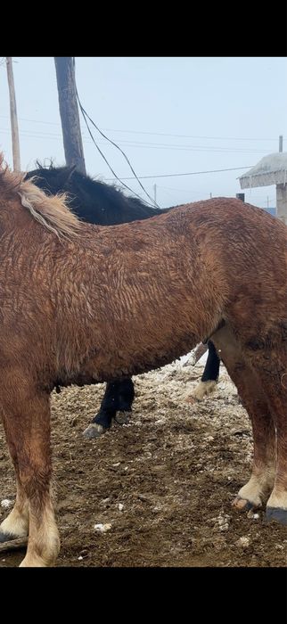 Советский тяжеловоз сатылады.