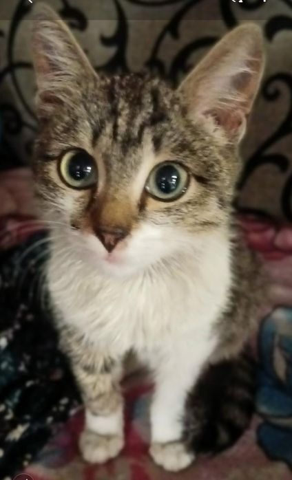 Стерилизованная девочка