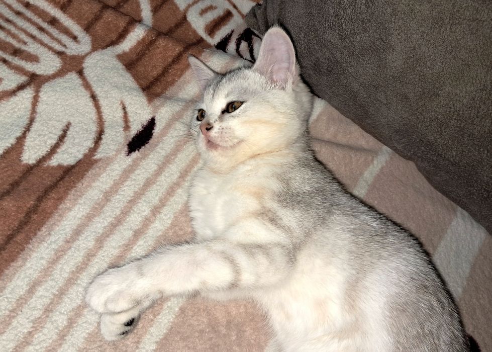 Шотландский котёнок. Темиртау.