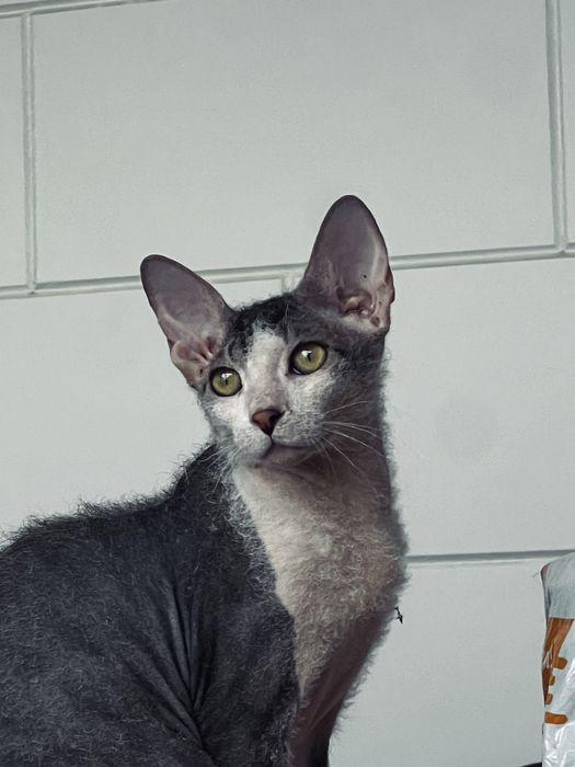 Котенок сфинкс 4 месяца
