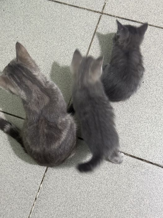 Котята почти 2 месяца в добрые руки