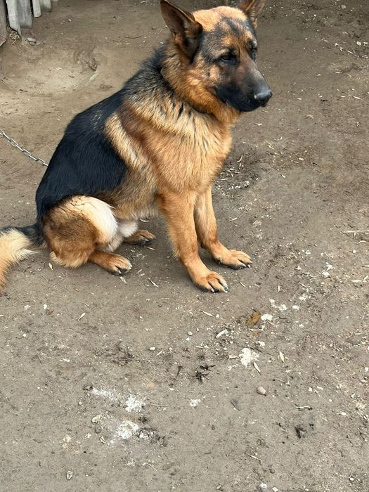 Овчарка немецкая