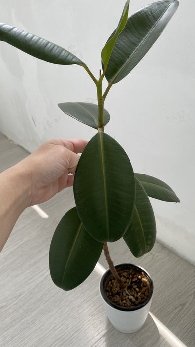 Фикус эластика