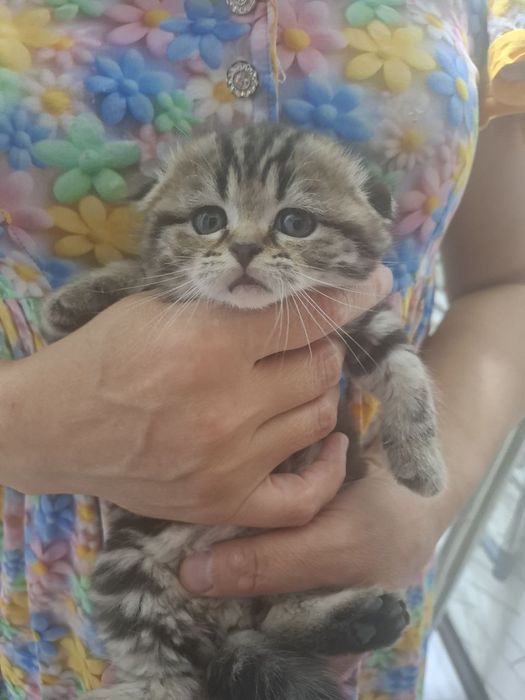 Продаются шотладские вислоухие котята