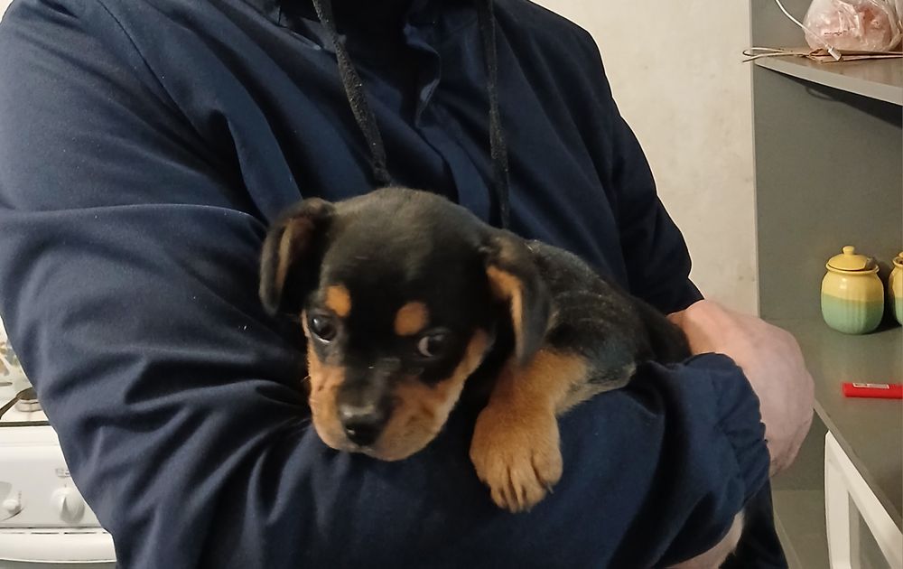 Продам щенка французский бульдога