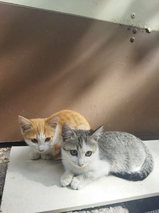 Котята мальчики ищут семью!