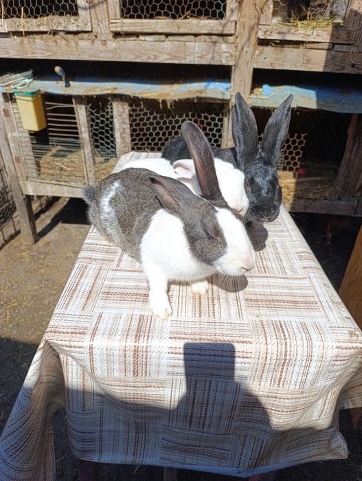 Vand iepuri hycole francez