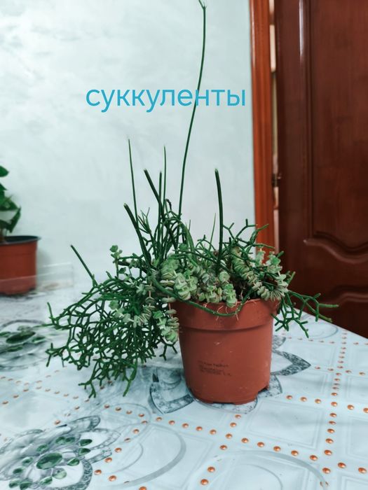 Комнатные цветы, суккуленты и сингониум