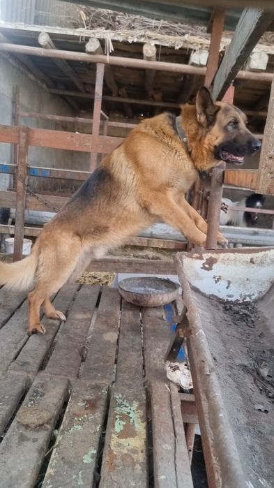 Afcharka 1 juft tozasini boqaman dganlarga