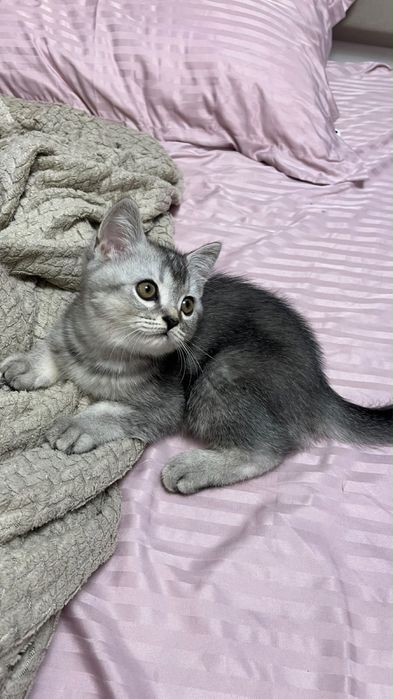 Шотландский прямой