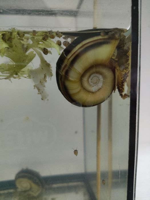 Аквариумный улитка