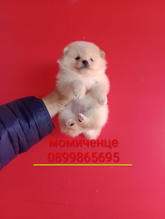 Мъжки и женски Померанчета.