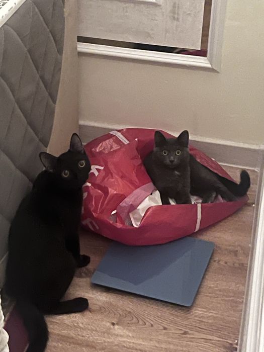 Котенок девочкаа