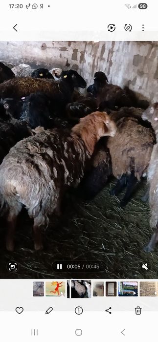 Продам 50 баранов.