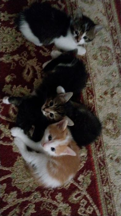 Отдам добрые руки котенки