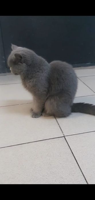 Кот Базилио Британец.