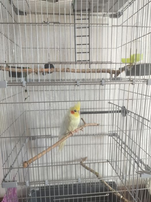 Срочно Попугай корелла птицы