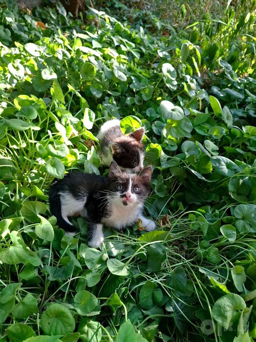 Котята в добрые руки