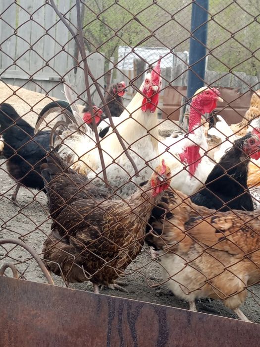 Продам петухов разных пород