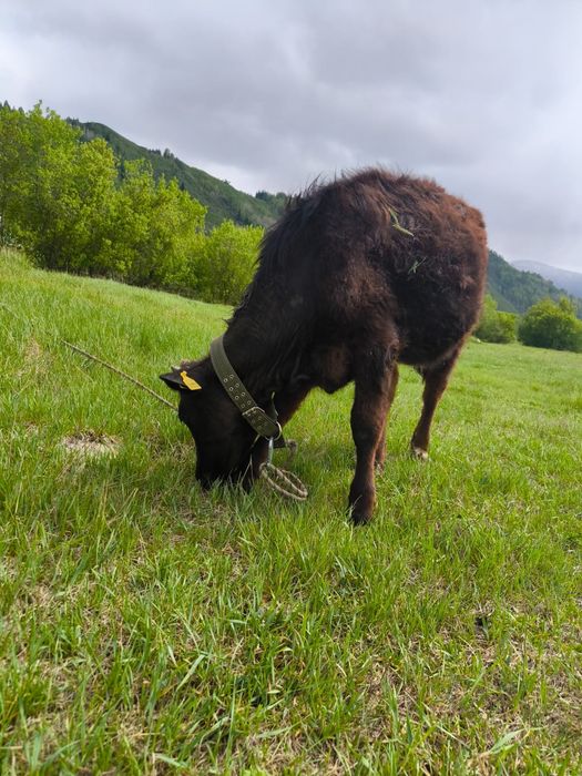 Продам 3х не телец и быка