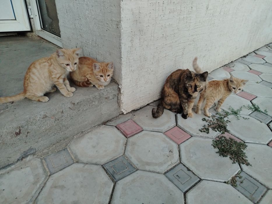 Отдам котят бесплатно
