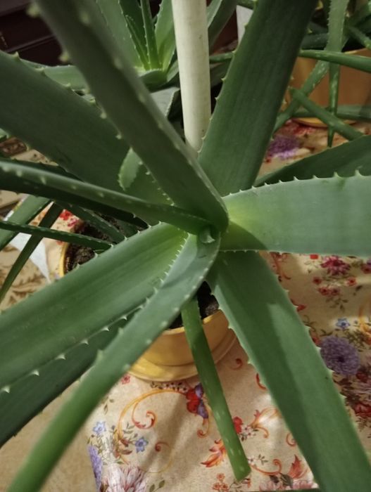 Продам Алоэ Вера лечебный