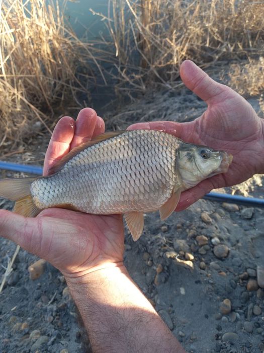 Baliq chavoqlari (molyoklar) alo darajadagi sifat va ishonchli mahsulo