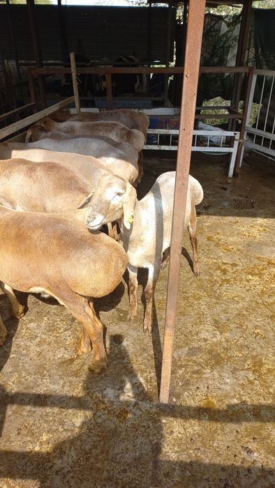 Киргигистон куйлари