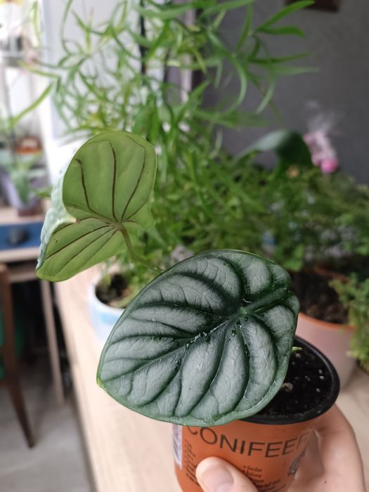 Продам сортовую алоказию