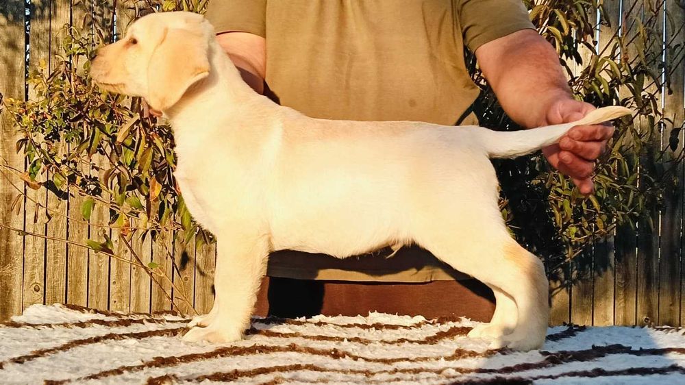 Labrador Retriever cu pedigree Tip A – canisă FCI Hidalgo’s Spirit