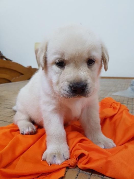Labrador Retriever