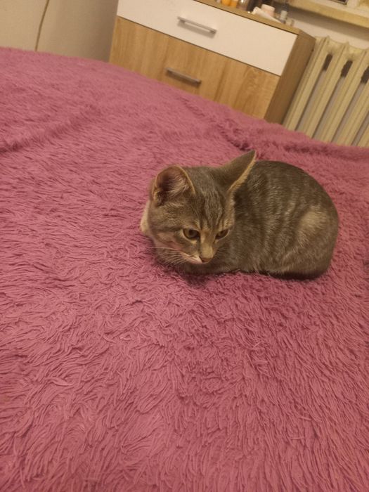 Отдам котенка в хорошие руки