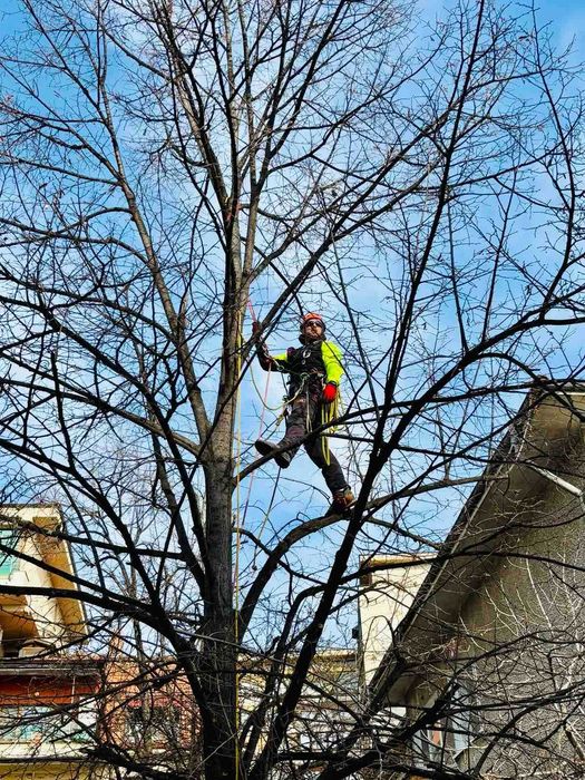 Арборист - Стара Загора