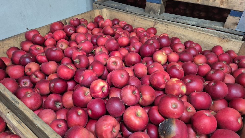 Vând Mere De Polonia,orice cantitate si orice soi Extra Lux