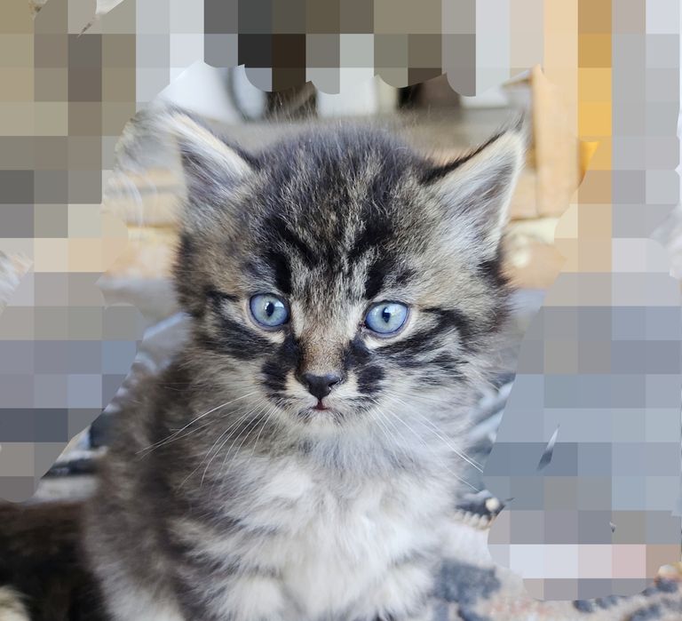 Котята сибирской кошки