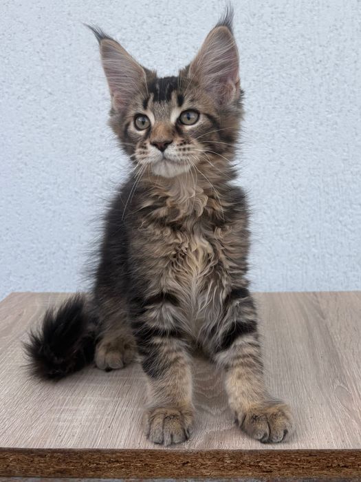 Котенца Мейн Куун