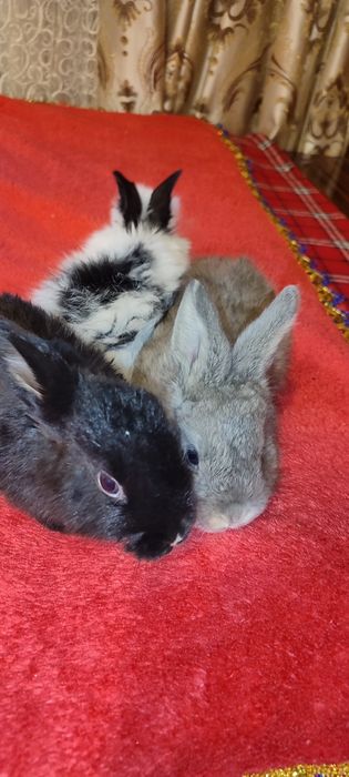 Кролики продаются