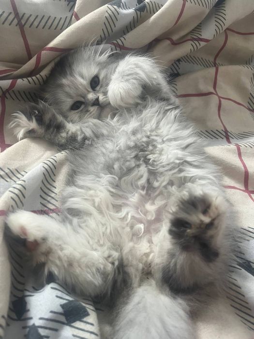 Heyland akras shinshilla 1mln800