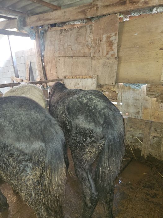 Продам.  жеребят