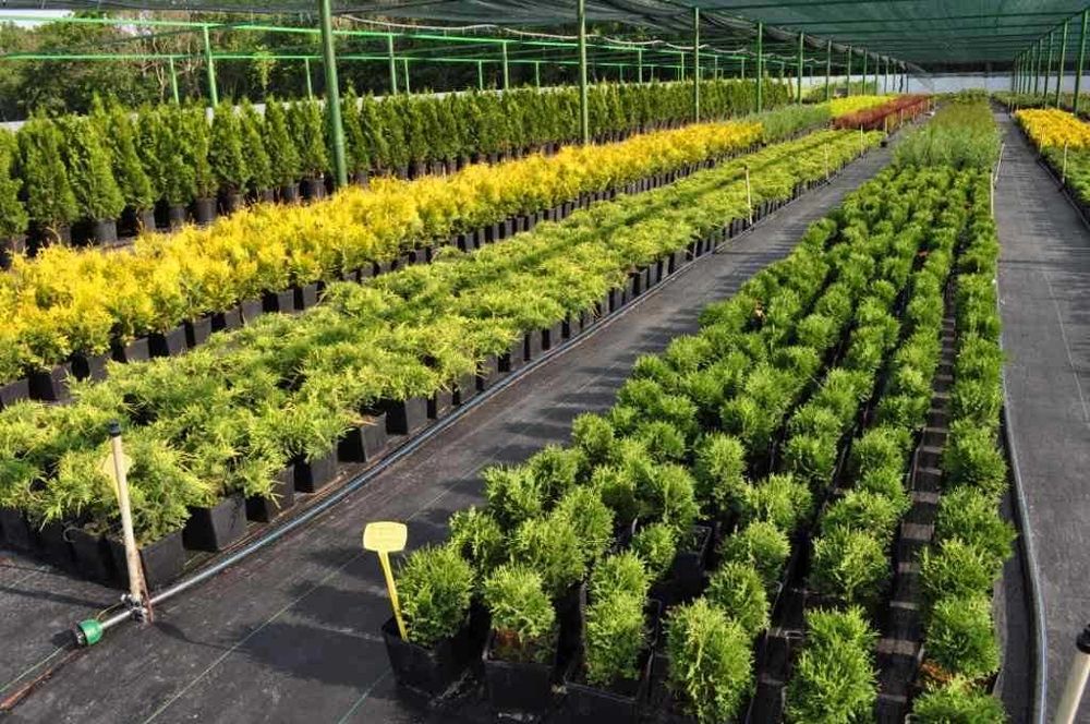 Питомник растений, деревья, кустарники, цветы