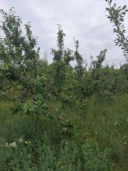 Vând prune pentru masa,dulceață,compot,țuică