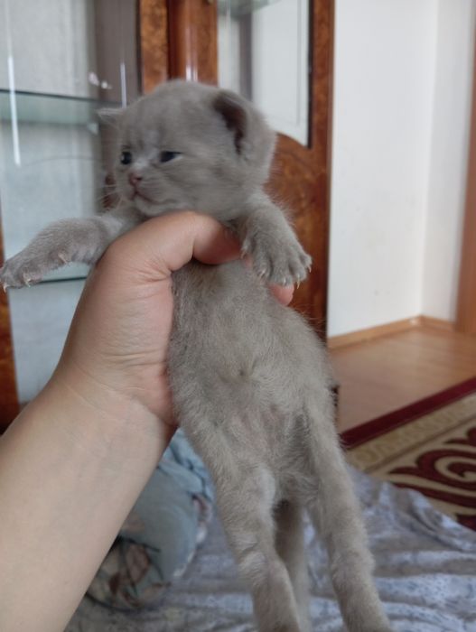 Продам Британских котят