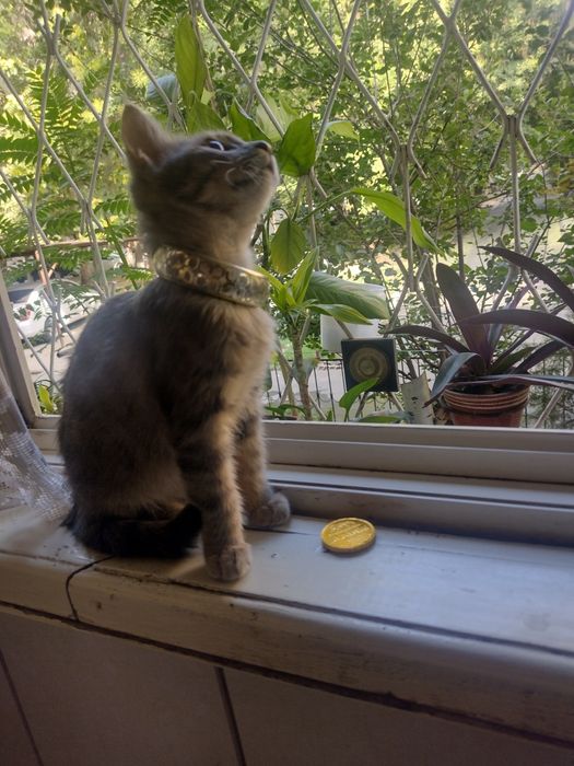 Умный котик , в добрую любящую семью