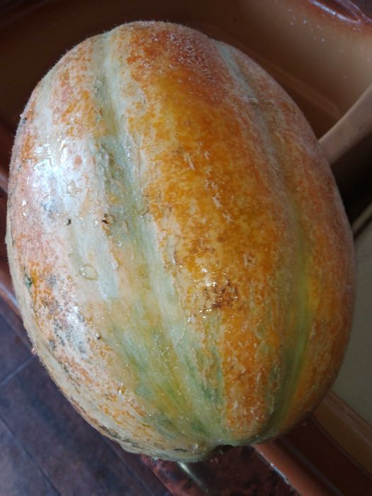 Семена за домати и други зеленчуци