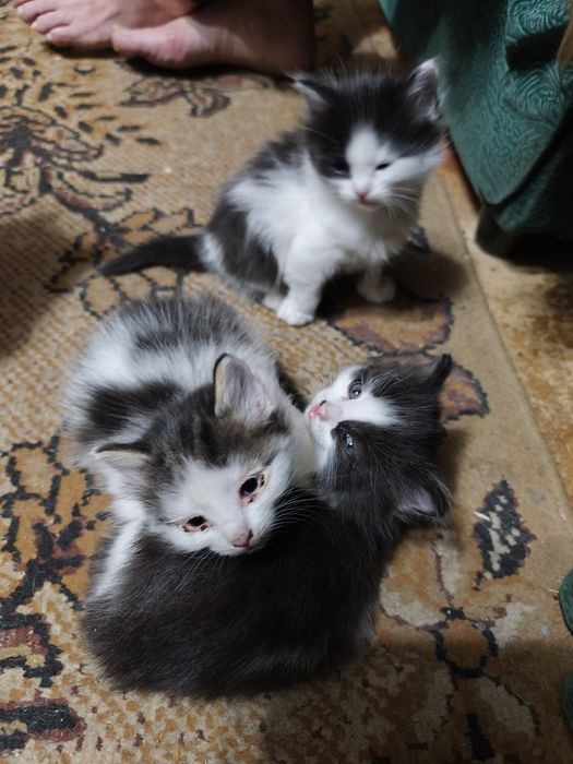 Продам  котят в добрые руки