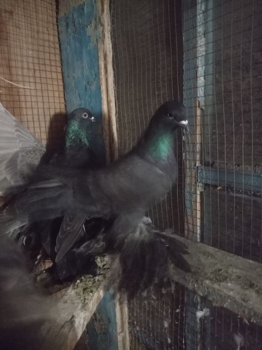 Голуби гульсары молодежь