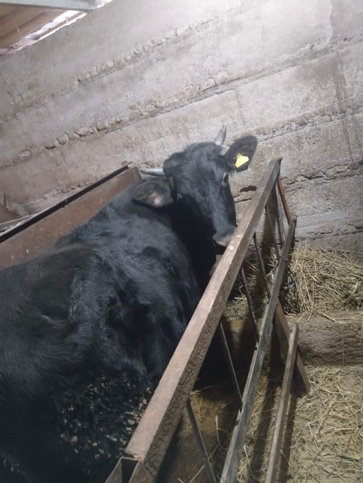 Продам две телки