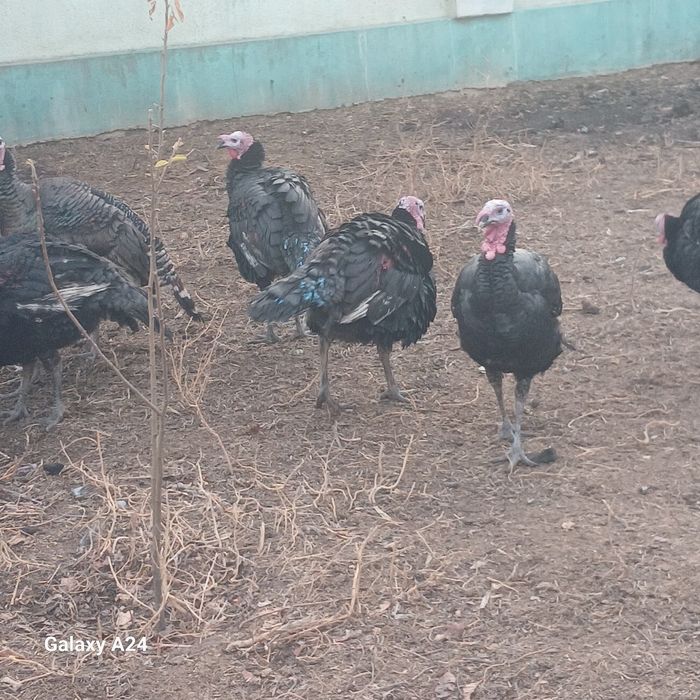 Индюктер сатылады